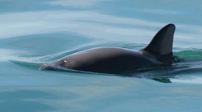 Mexican Navy hopes to expand net-snagging hooks to protect endangered vaquita porpoises
