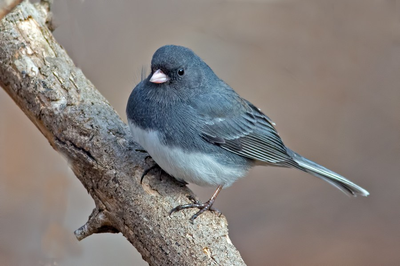 Some birds may be less afraid of humans after pandemic, study suggests