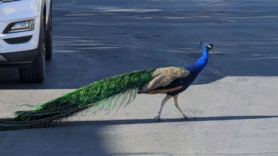 Pete the peacock, adored by neighborhood, fatally shot by bow and arrow