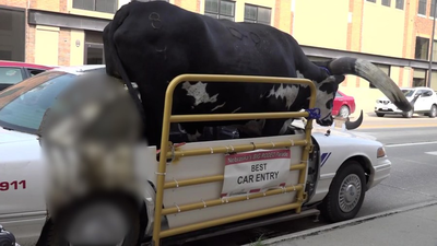VIDEO: Live bull rides shotgun in car, driver gets pulled over by police in Nebraska