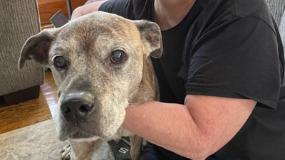 'Total miracle': Dog home safe after Ohio storm, saved from river