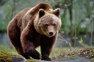 Viewers watching livestream bear cam spot lost hiker at Alaska national park