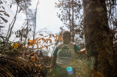Brazil slows Amazon deforestation, but in Chico Mendes' homeland, it risks being too late