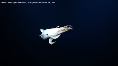 WATCH: Rare 'Dumbo' octopus caught on camera during deep sea exploration