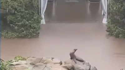 Central Park Zoo sea lion escapes enclosure due to NYC flooding