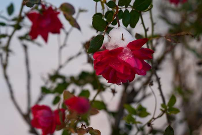 Extreme cold and snow across the South isn't a threat to most native plants and animals, experts say