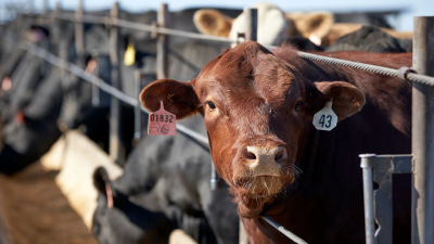 Why a proposed ban on lab-grown meat is getting pushback from Nebraska ranchers