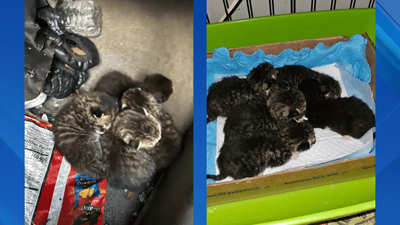 Newborn kittens rescued from wrecked car moments before demolition