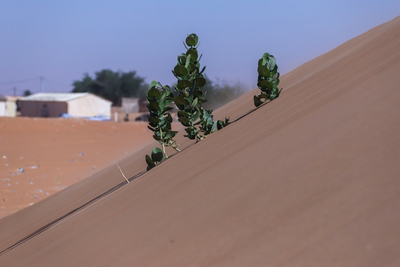 An encroaching desert threatens to swallow Mauritania’s homes and history