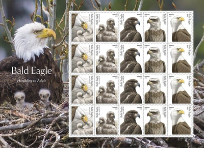 Postal Service releases special edition bald eagle stamps for America's 250th