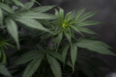 Minnesota's cannabis and hemp industries overhauled