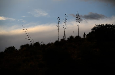 Agave or bust! Mexican long-nosed bats head farther north in search of sweet nectar