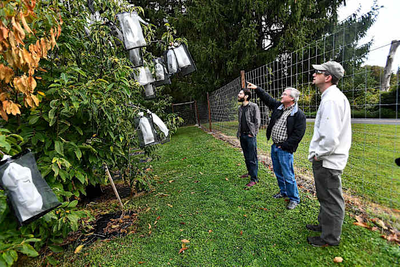 Scientists say genetic analysis could greatly speed restoration of iconic American chestnut