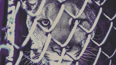 These digital tools are stepping up the global fight against wildlife trafficking