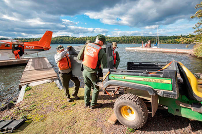 Researchers say remote Lake Superior island's wolves are thriving as packs prey on moose