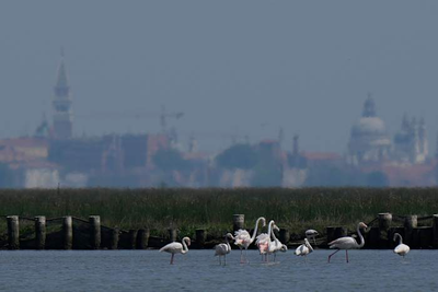 Venice’s growing flamingo population finds refuge in recovering wetlands