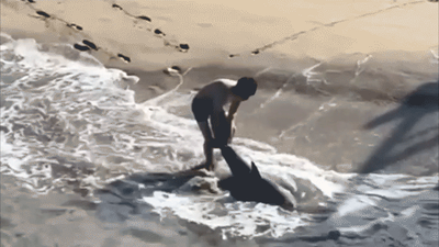 Heart-pounding video shows fisherman leaping into ocean to save great white shark