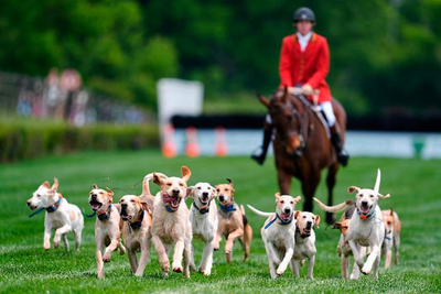 At the Iroquois Steeplechase, the foxhounds kick off the horse races with a howling fun dog parade