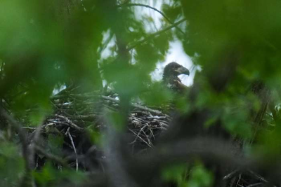 Bald eagle hatchlings spotted in a Chicago park may be the city's first for more than a century