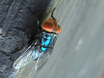 Two more Texas screwworm infections found in animals far apart, USDA says