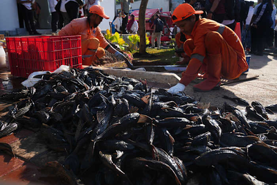 Explosion of invasive 'janitor fish' sparks mass removal operation in Indonesia's capital