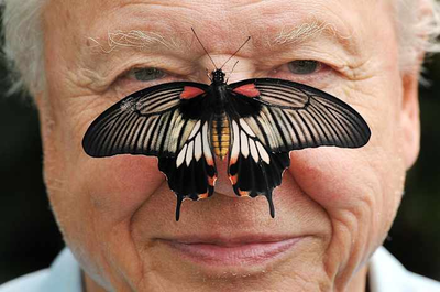 David Attenborough, the excited but hushed voice of nature programs, turns 100