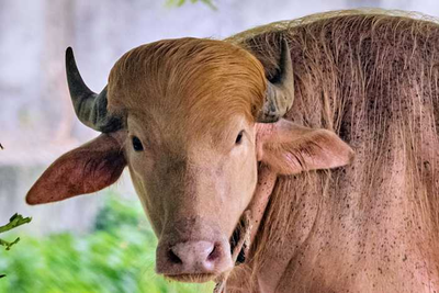 Buffalo named Donald Trump for his golden locks is a sensation at a Bangladesh zoo