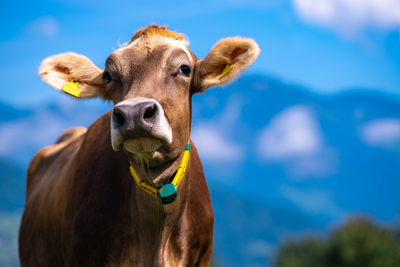Moo! LoRaWAN makes it easier to connect more things to the low power networking protocol—even cattle