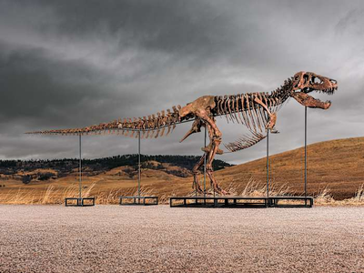 Mystery bidder buys T. rex nicknamed 'Gus' for a record $50 million