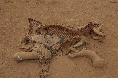 Farmers in Kenya dispute that cyanide poisoning could have killed 16 elephants