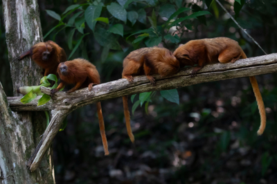 Saving Brazil's golden monkey, one green corridor at a time