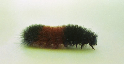 Can the woolly bear caterpillar actually 'predict' winter weather?