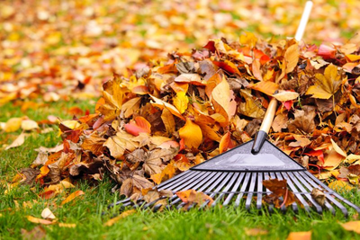 What happens if I don't rake my leaves?