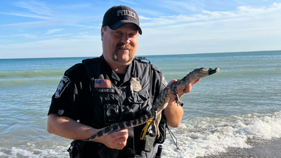 Police find alligator on beach near Lake Michigan, raising questions on how it got there