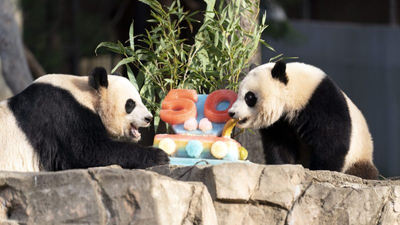 Will the US get giant pandas back?