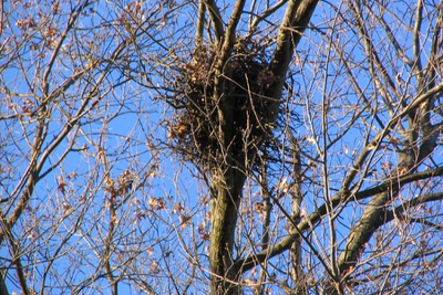 That's not a bird's nest in your tree, so what is it?