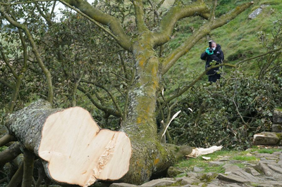 Boy arrested on suspicion of felling landmark tree in England released on bail