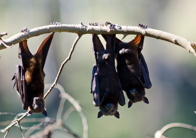 Tourist bitten by bat in Australia fears rare infectious disease