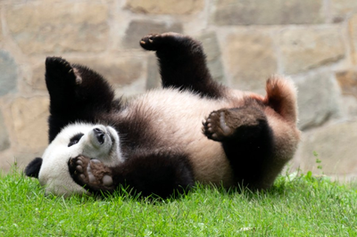 'Panda Express': Pandas board plane to return to China