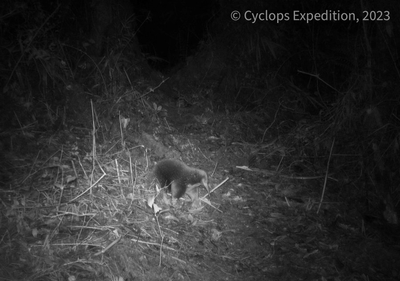 Scientists capture photo of mammal not seen in decades