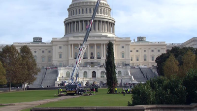 US Capitol Christmas tree arrives on the Hill