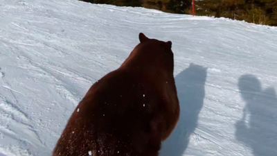 Wild video shows bear sprint past skiers at ski resort