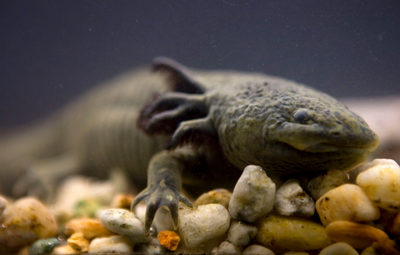 'Adopt an axolotl' campaign launches in Mexico to save iconic species from pollution and trout