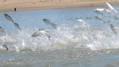 Minnesota, Wisconsin wildlife officials capture 100s of invasive carp in Mississippi River