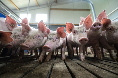 Pork could get more expensive in 2024 as pig farmers adjust to California's Proposition 12