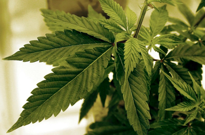 Illegal marijuana grow farms raise national security concerns