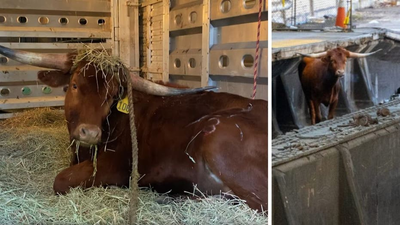 Loose bull seen running on New Jersey tracks is saved from slaughterhouse