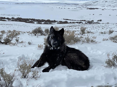 Federal judge denies cattle industry’s request to temporarily halt wolf reintroduction in Colorado