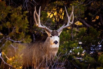 Woman, 67, gored by mule deer buck outside her front door in Colorado