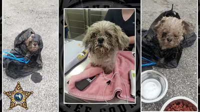 Florida man arrested after tossing 16-year-old dog in dumpster, deputies say